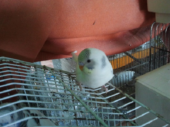 sesso cocoriti